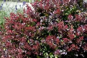 Atropurpurea Nana - afbeelding 5