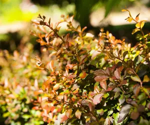 Atropurpurea Nana - afbeelding 3