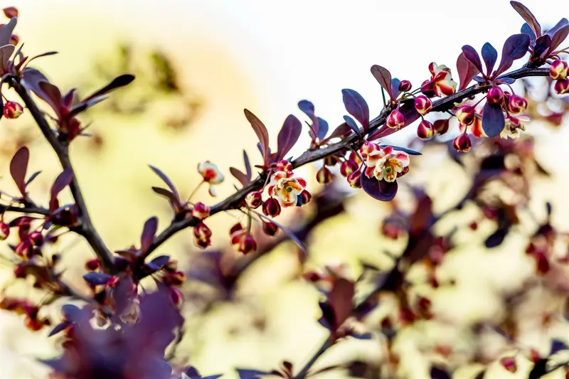 Berberis thunb. 'Atropurpurea' 40- 60   BW 3/5T - afbeelding 4