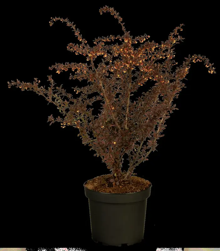 Atropurpurea - afbeelding 4