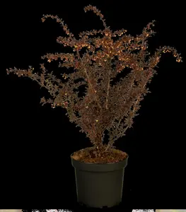 Atropurpurea - afbeelding 4