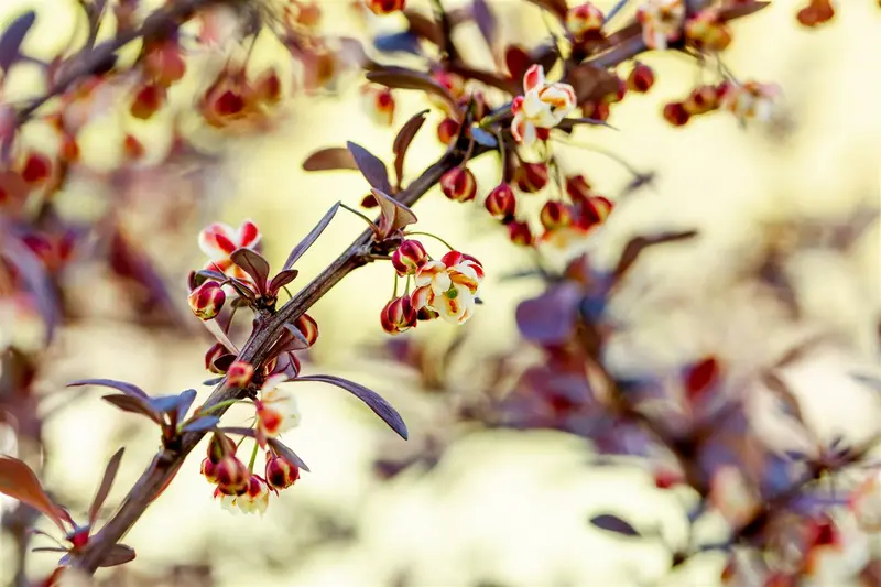 Atropurpurea - afbeelding 5
