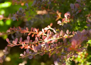 Atropurpurea - afbeelding 2
