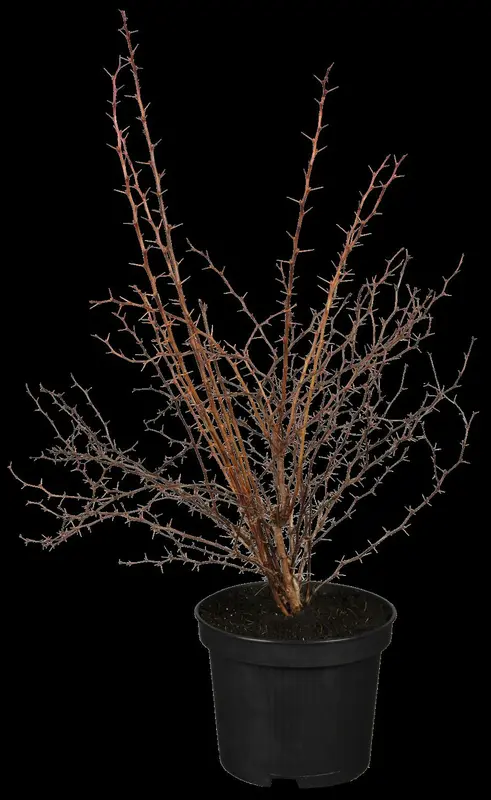Atropurpurea - afbeelding 1