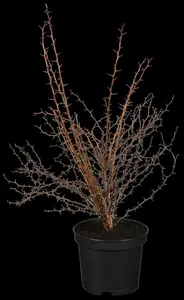 Atropurpurea - afbeelding 5