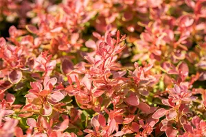 Berberis thunb. 'Coral'® 25- 30   C3