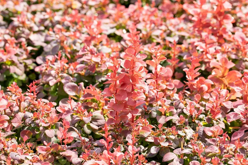 Berberis thunb. 'Florence'® 25- 30   C3