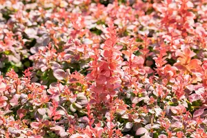 Berberis thunb. 'Florence'® 25- 30   C3
