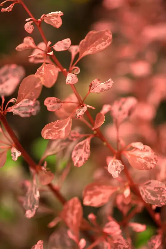 Rose Glow - afbeelding 2