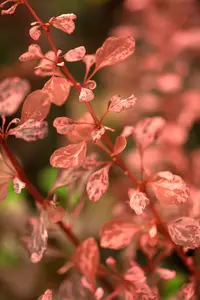 Rose Glow - afbeelding 2