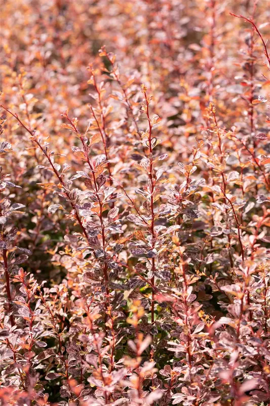 Rose Glow - afbeelding 4