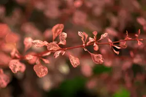 Rose Glow - afbeelding 5
