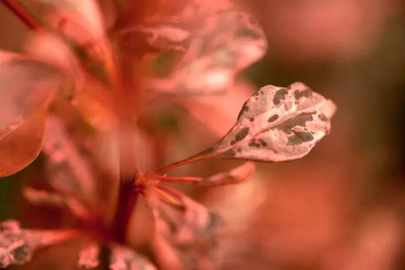 Rose Glow - afbeelding 3