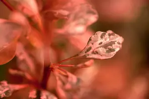 Rose Glow - afbeelding 3