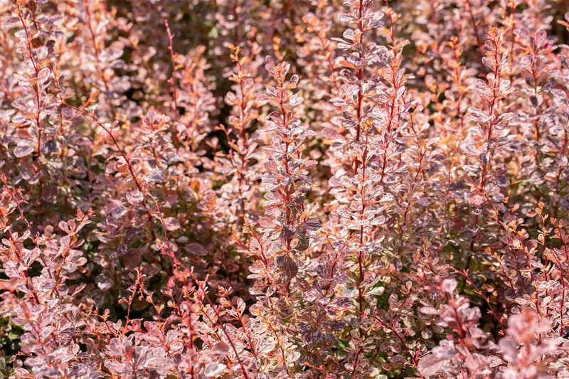 Rose Glow - afbeelding 5