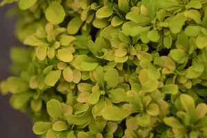 Tiny Gold - afbeelding 2