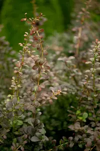 Berberis thunb. 'Toscana'® 25- 30   C3 - afbeelding 2