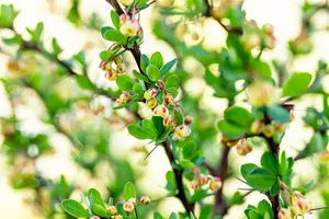 Berberis thunbergii 60- 80   BW 4/5T - afbeelding 5