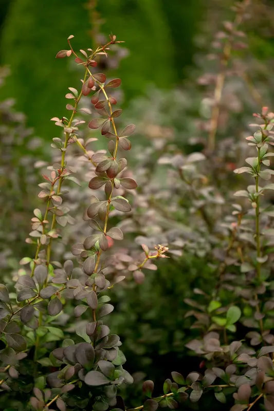 berberis thunbergii (80-100 cm) - afbeelding 2