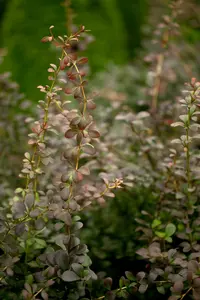 berberis thunbergii (80-100 cm) - afbeelding 2