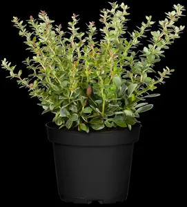 berberis thunbergii (80-100 cm) - afbeelding 4