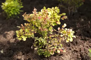 berberis thunbergii (80-100 cm) - afbeelding 5