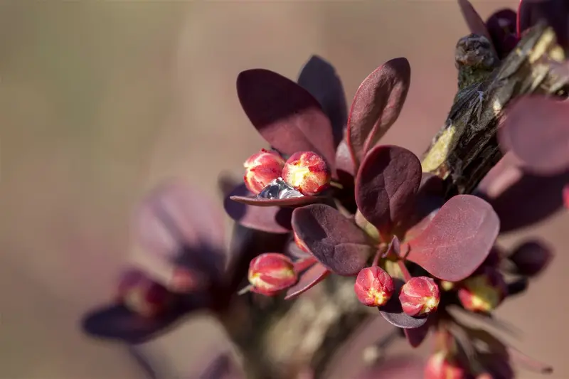berberis thunbergii (80-100 cm) - afbeelding 3
