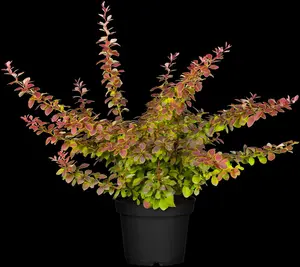 berberis thunbergii (80-100 cm) - afbeelding 5