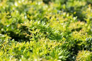 berberis verruculosa (25- 30cm) - afbeelding 2