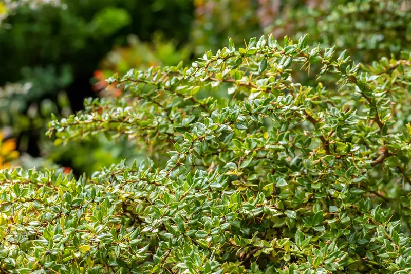 berberis verruculosa (25- 30cm) - afbeelding 2