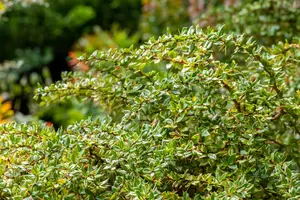 berberis verruculosa (25- 30cm) - afbeelding 2