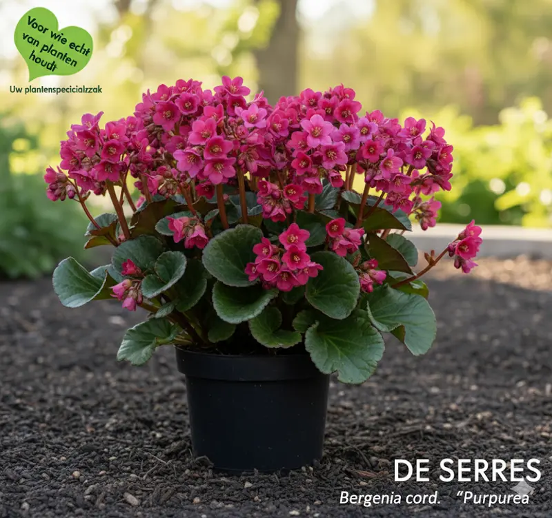 Bergenia cordifolia 'Purpurea' P9
