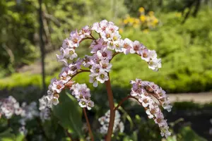 cordifolia - afbeelding 8