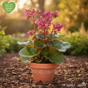 Bergenia cordifolia 'Bressingham Ruby' P9