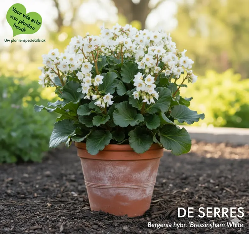 Bergenia hybr. 'Bressingham White' P9