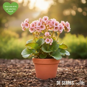 Bergenia cordifolia 'Dragonfly Angel Kiss' P9