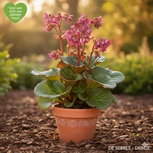 Bergenia cordifolia 'Ouverture' P9