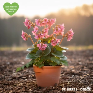 Bergenia cordifolia 'Rosi Klose' P9