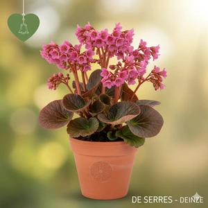 Bergenia purpurascens 'Wintermärchen' P9