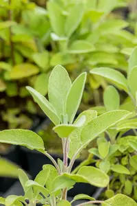 salvia off. 'berggarten' P9 - afbeelding 4