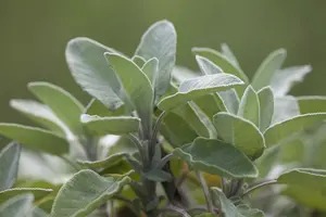 salvia off. 'berggarten' P9 - afbeelding 2