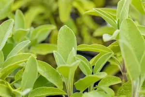salvia off. 'berggarten' P9 - afbeelding 3