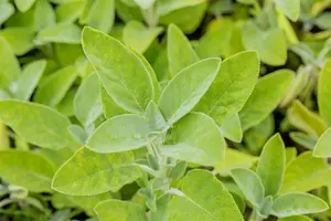 salvia off. 'berggarten' P9 - afbeelding 5