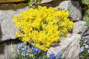 alyssum montanum 'berggold' P9 - afbeelding 5