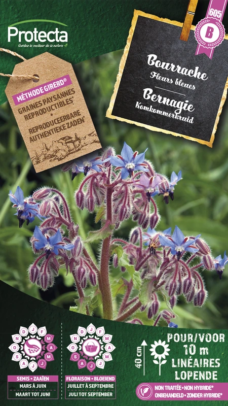 bernagie (komkommerkruid)