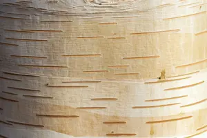 betula albosin. 'fascination' (300-350 cm)