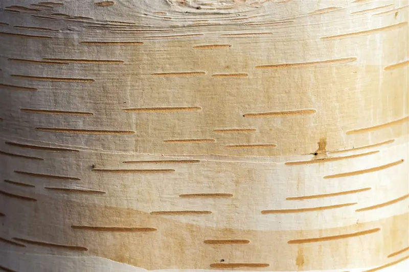 betula albosin. 'fascination' (350-400 cm)
