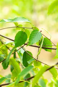 betula albosinensis ( 'septentrionalis') (HOcm) - afbeelding 5