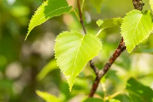 betula ermanii (250-300 cm) - afbeelding 2