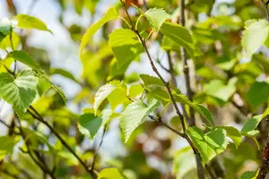 betula ermanii (250-300 cm) - afbeelding 3